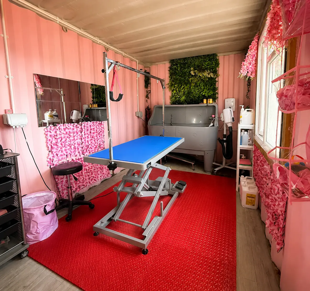 Inside the bright pink Rootophia Groom salon with a professional grooming table, bath and drying equipment