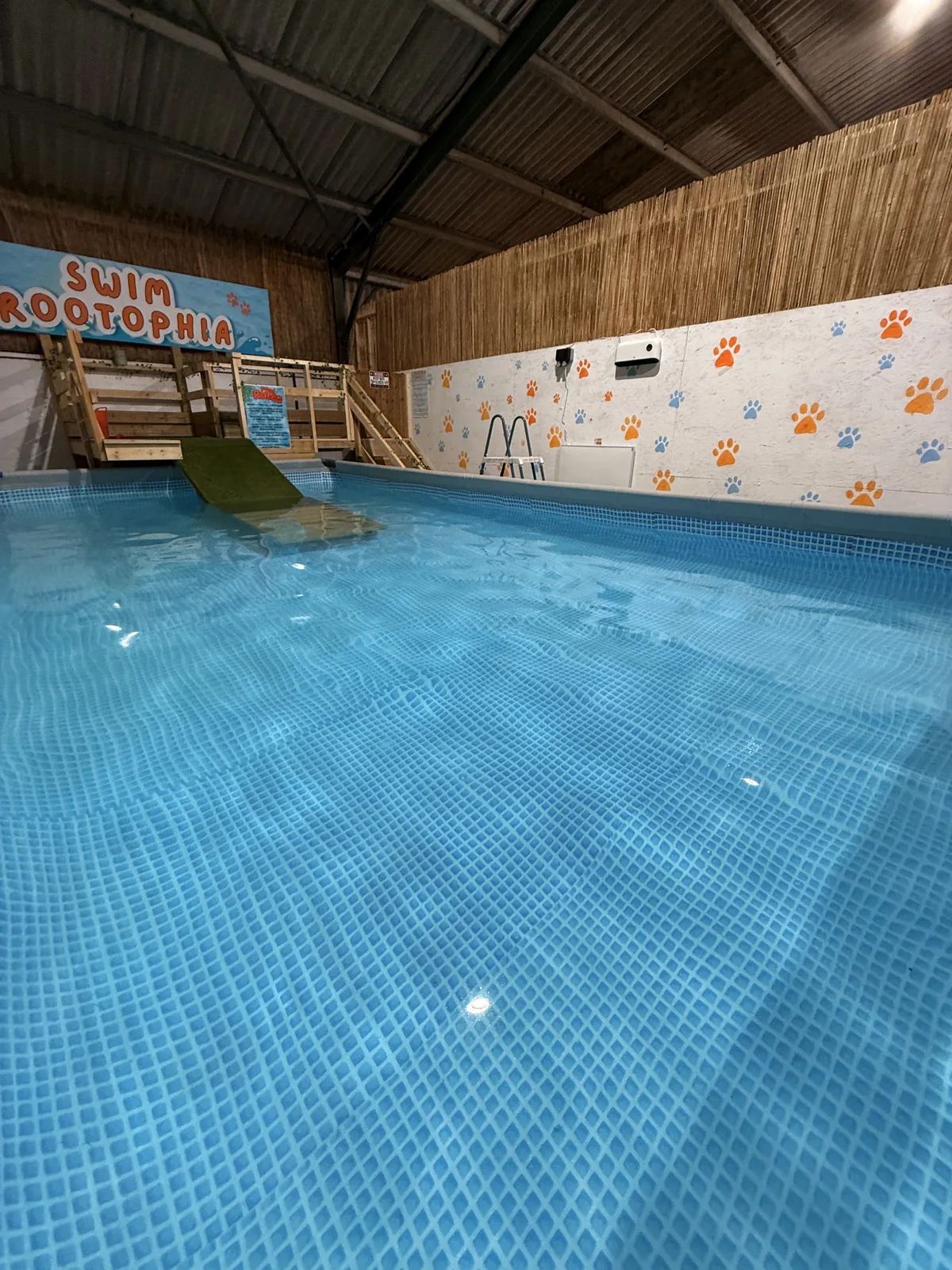 Indoor heated dog swimming pool